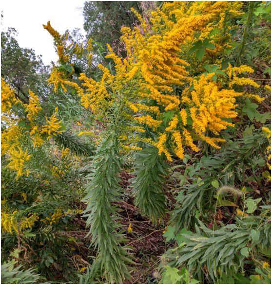  一枝黄花有哪些功效与作用及注意事项