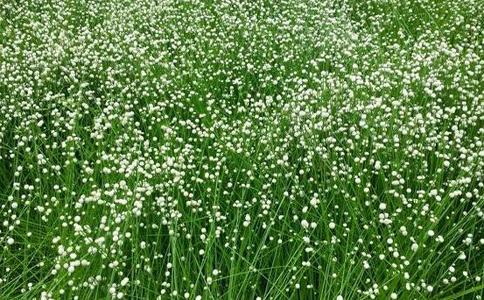  谷精草有哪些中药成份功效与作用及注意事项