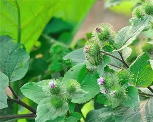  牛蒡子有哪些功效与作用及注意事项