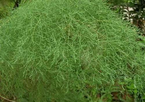  西河柳有哪些功效与作用及注意事项