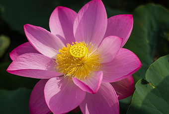  莲花可以食用吗  有拿些功效作用