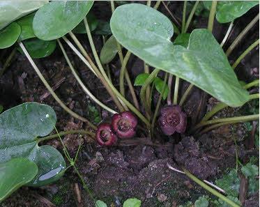  细辛有哪些功效有作用及注意事项