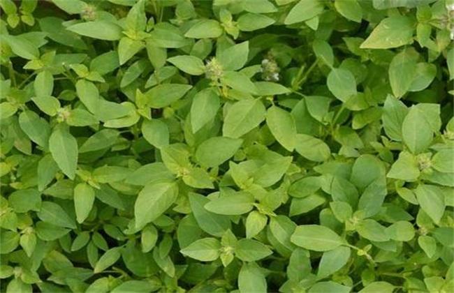  荆芥有哪些功效与作用及注意事项