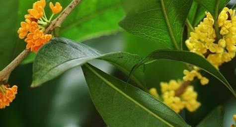  桂枝有哪些功效与作用及注意事项