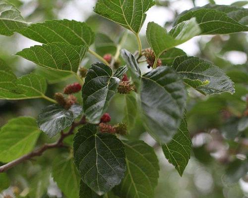  桑叶有哪些功效与作用及注意事项