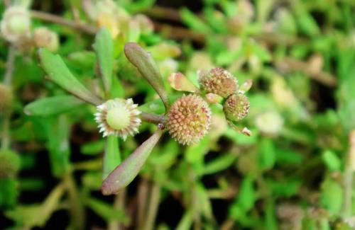  鹅不食草有哪些功效与作用及注意事项