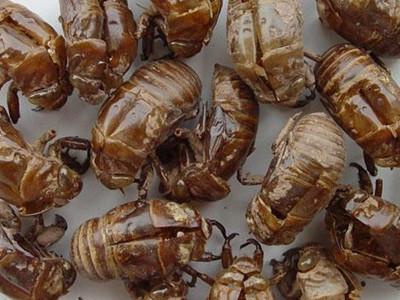  蝉蜕有哪些功效与作用及注意事项