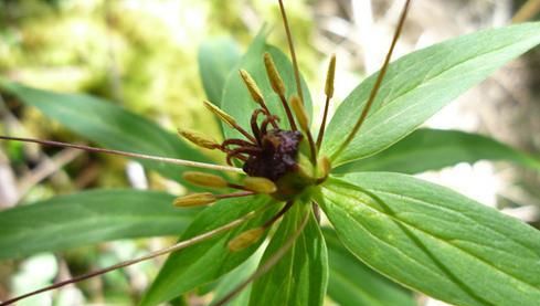  七叶一枝花有哪些功效与作用及注意事项