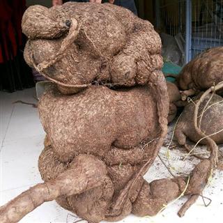  地不容有哪些功效与作用及注意事项