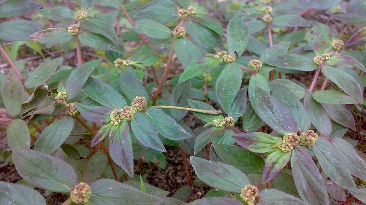  大飞扬草有哪些功效与作用及注意事项