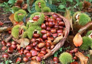  风栗壳有哪些功效与作用及注意事项