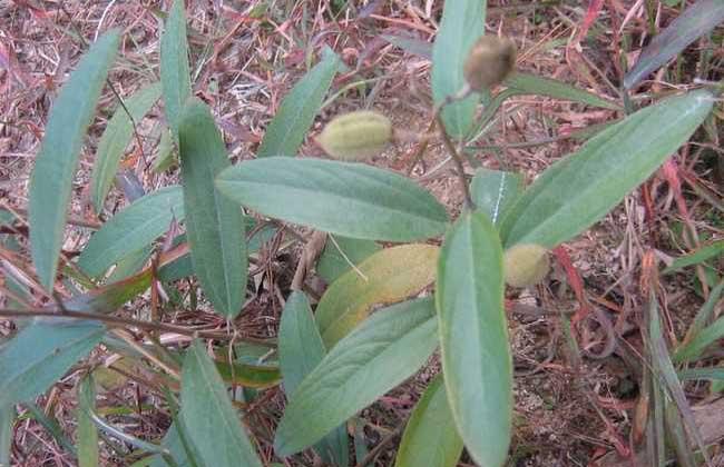  山芝麻有哪些功效与作用及注意事项