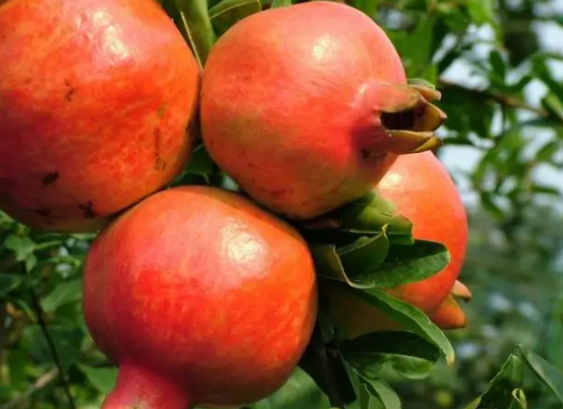  常吃石榴对身体有这几大好处