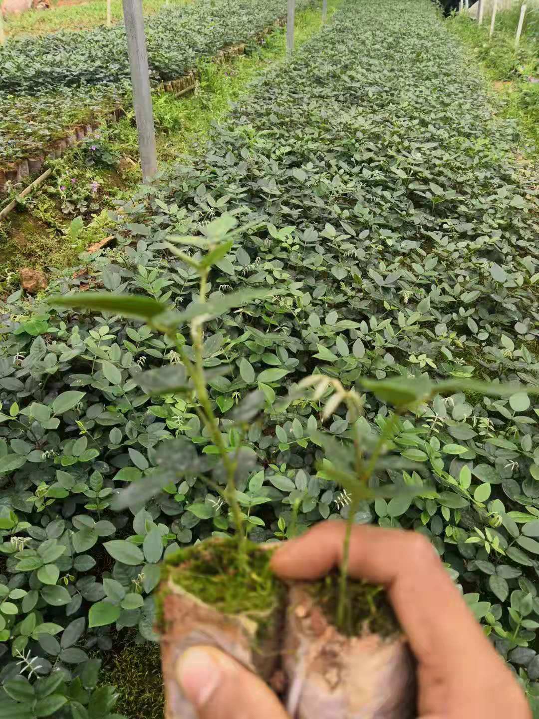  山豆根有哪些功效与作用及注意事项