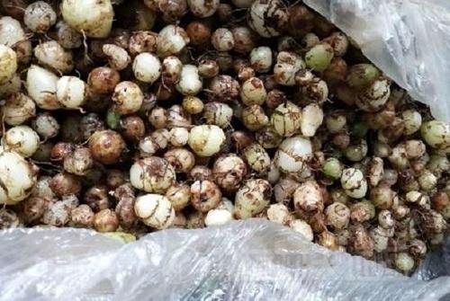  山慈菇有哪些功效与作用及注意事项