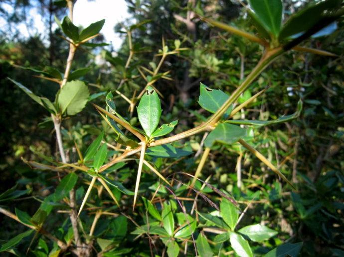  三颗针有哪些功效与作用及注意事项