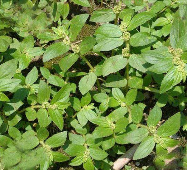  小飞扬草有哪些功效与作用及注意事项