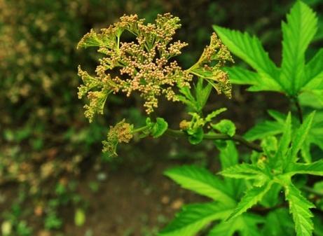  马尾连有哪些功效与作用及注意事项