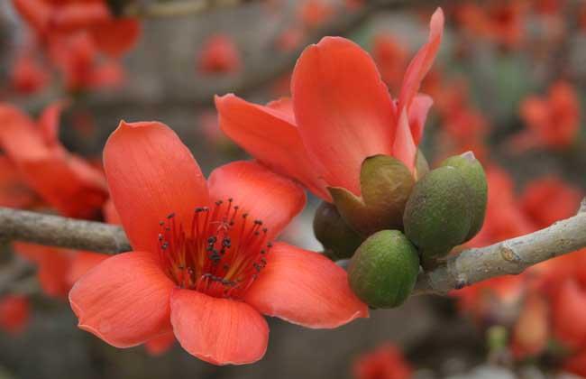  木棉花有哪些功效与作用及注意事项