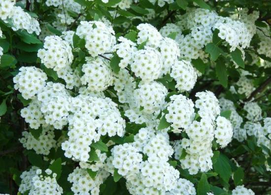  六月雪有哪些功效与作用及注意事项