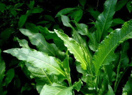  土大黄有哪些功效作用及注意事项