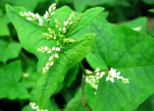  金荞麦可减少肥胖的发生