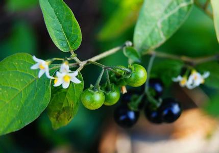  龙葵有哪些功效作用及注意事项