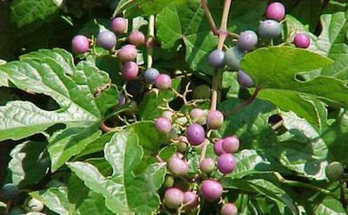  白蔹有哪些功效作用及注意事项