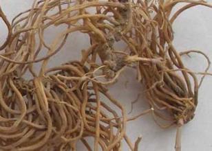  白薇有哪些功效作用及注意事项