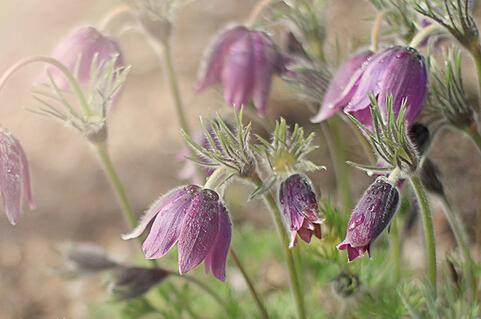 白头翁有哪些功效作用及注意事项