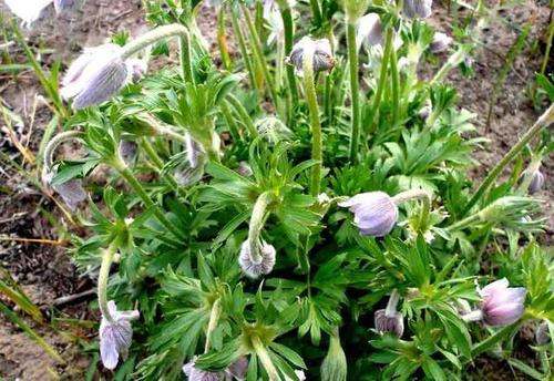  黄连白头翁粥的食疗养生及制作食谱方法