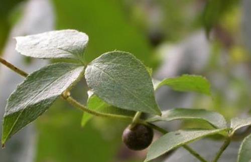  白药子有哪些功效作用及注意事项