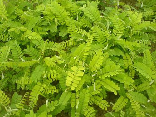  鸡骨草有哪些功效作用及注意事项