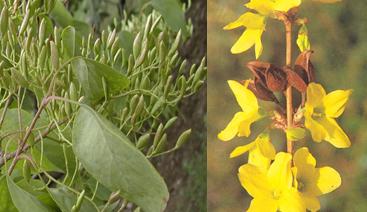  连翘有哪些功效作用及注意事项