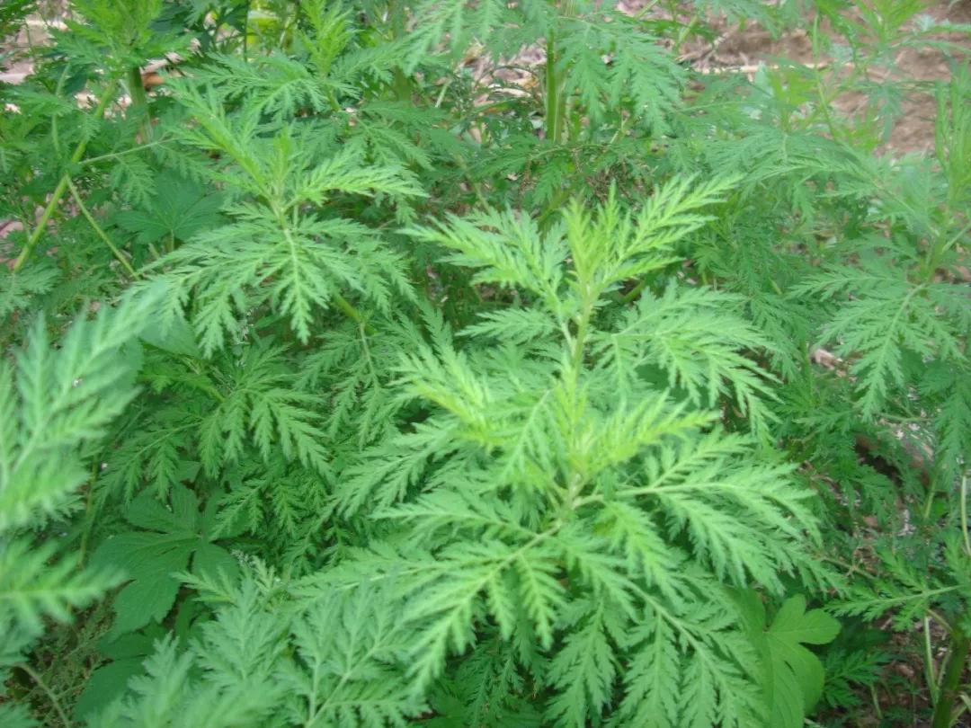  青蒿有哪些功效作用及注意事项