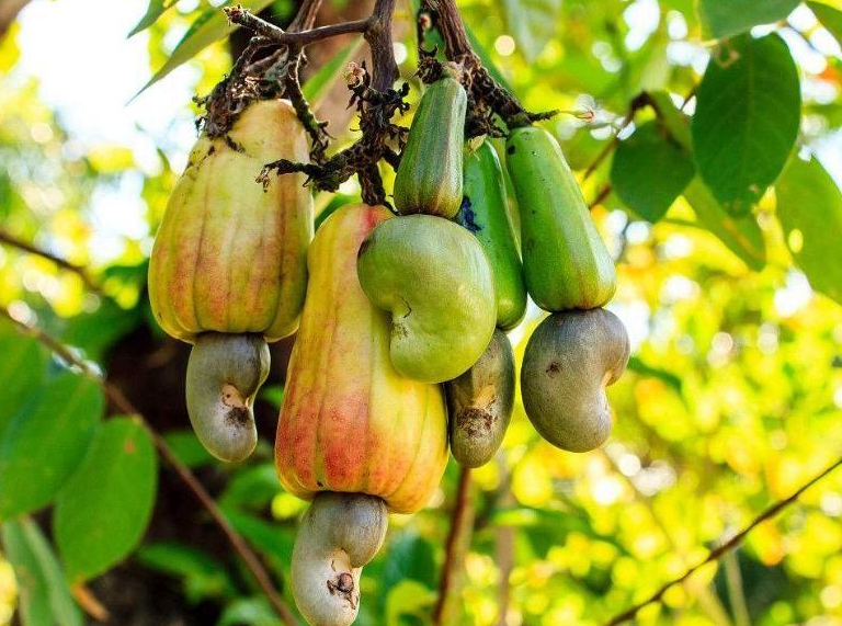  腰果有哪些功效及作用