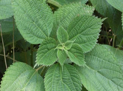  苎麻根有哪些功效作用及注意事项