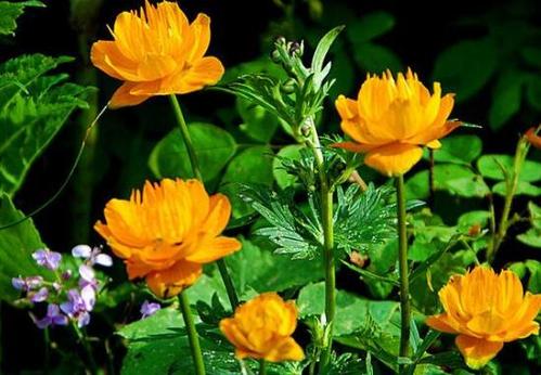  金莲花有哪些功效作用及注意事项