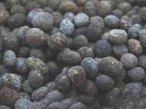  夜明砂有哪些功效作用及注意事项