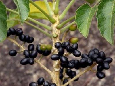  鸦胆子有哪些功效作用及注意事项