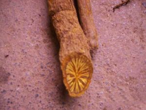  黄藤有哪些功效作用及注意事项