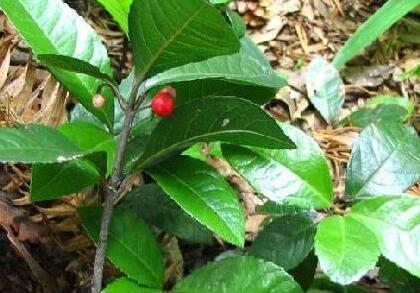  矮地茶有哪些功效作用及注意事项