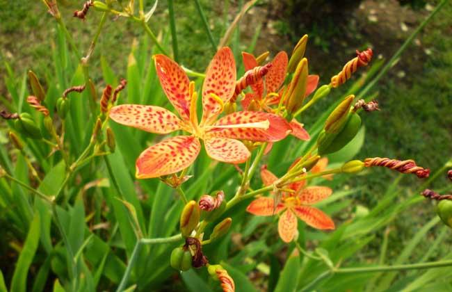  射干有哪些功效作用及注意事项