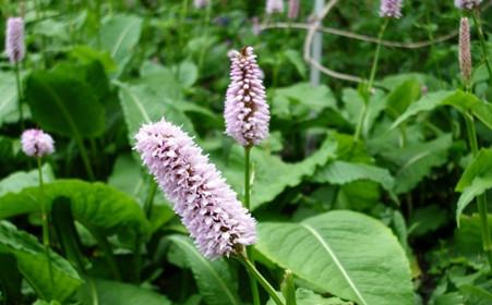  拳参有哪些功效作用及注意事项