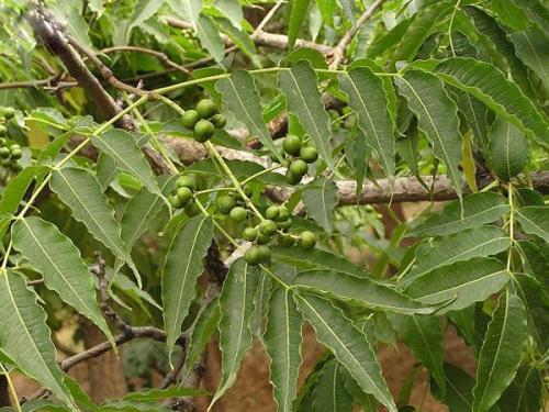  黄柏有哪些功效作用及注意事项