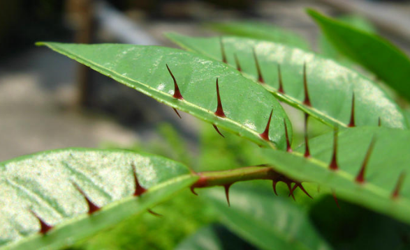  两面针的功效及作用
