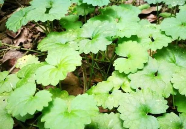  活血丹的功效及作用有哪些