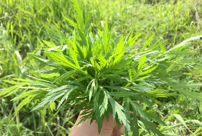  藜蒿除了能作为美味食物存在之外，还具有药用价值