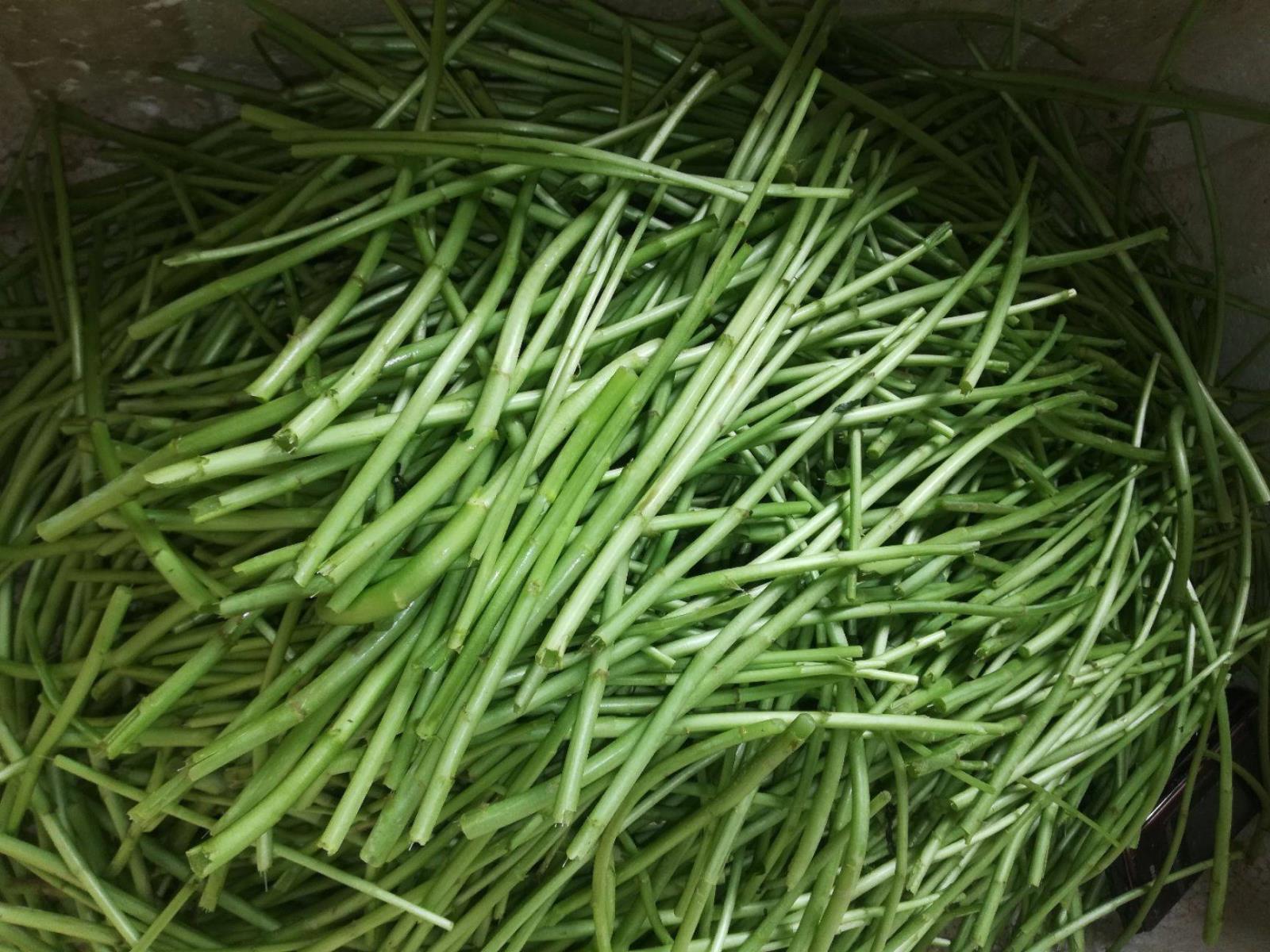 藜蒿可以保护眼睛