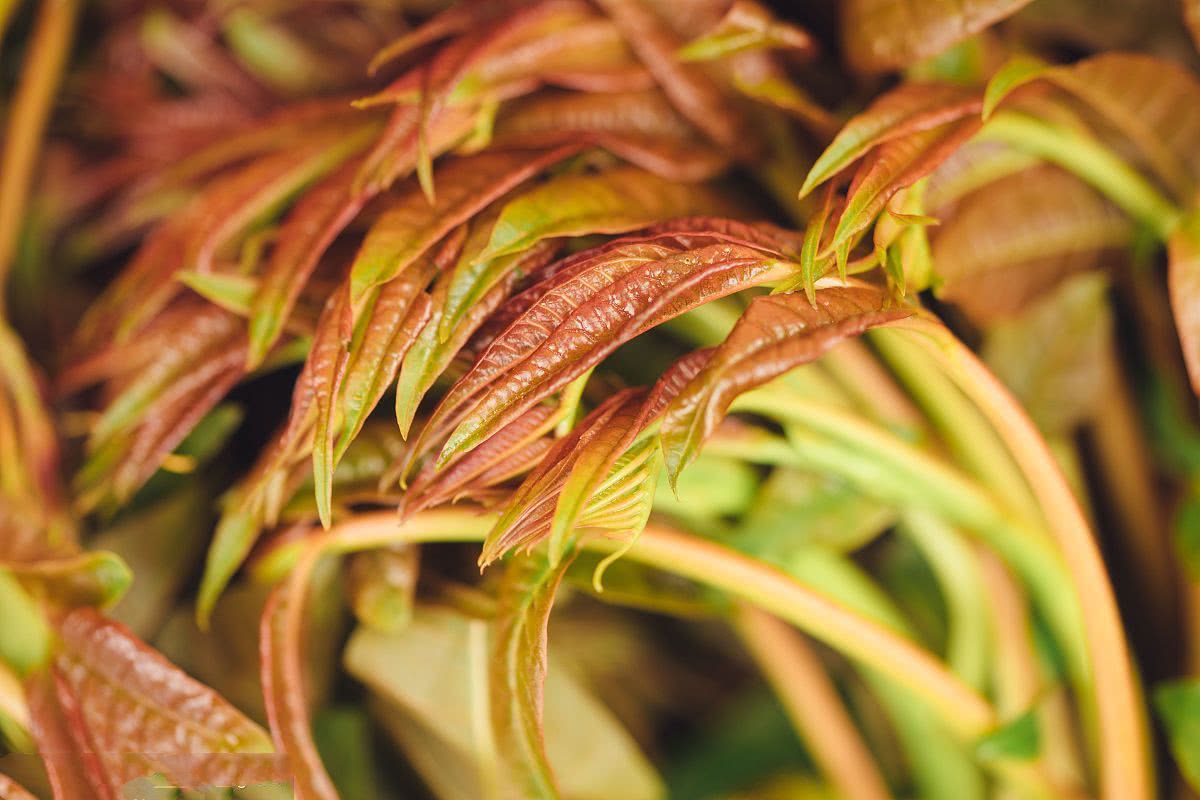  香椿对于身体可以起到什么好处？